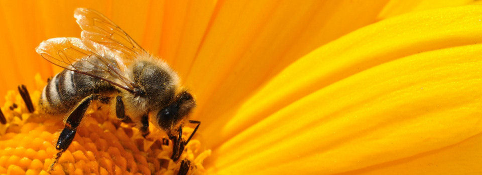 Musings from a Beekeeper